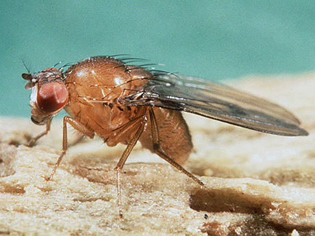 Drosophila primaeva